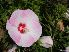 芙蓉