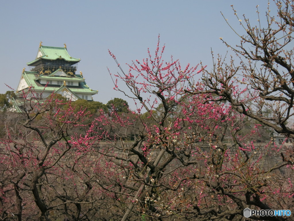 天守閣と梅林