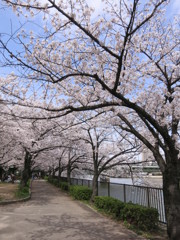 桜の散歩道