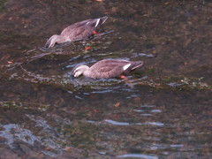 お食事中のカモ