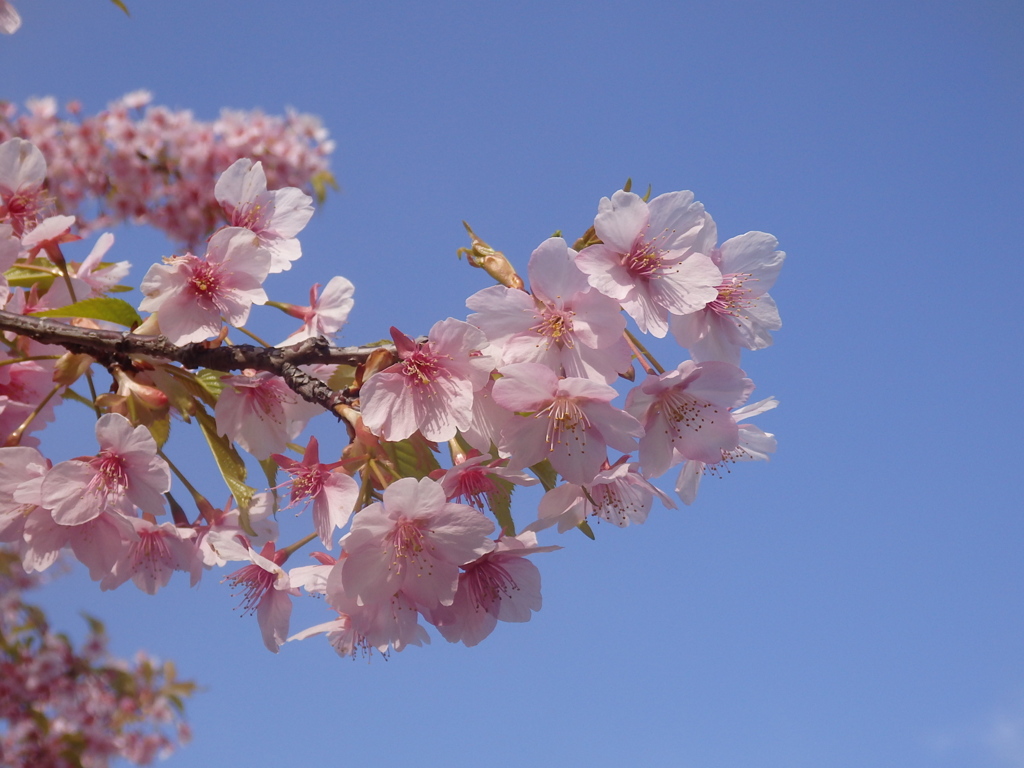 葉桜もまたよし