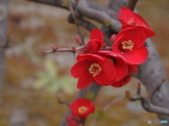 木瓜の花