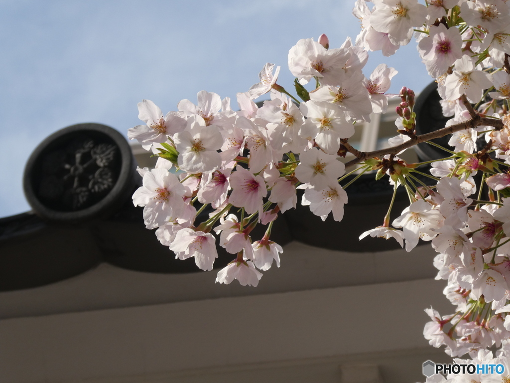 桜色　空と瓦が　引き立てし