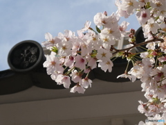 桜色　空と瓦が　引き立てし