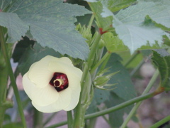 オクラの花
