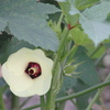 オクラの花