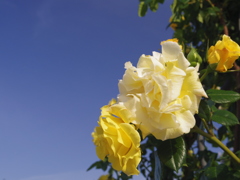 vanilla and yellow