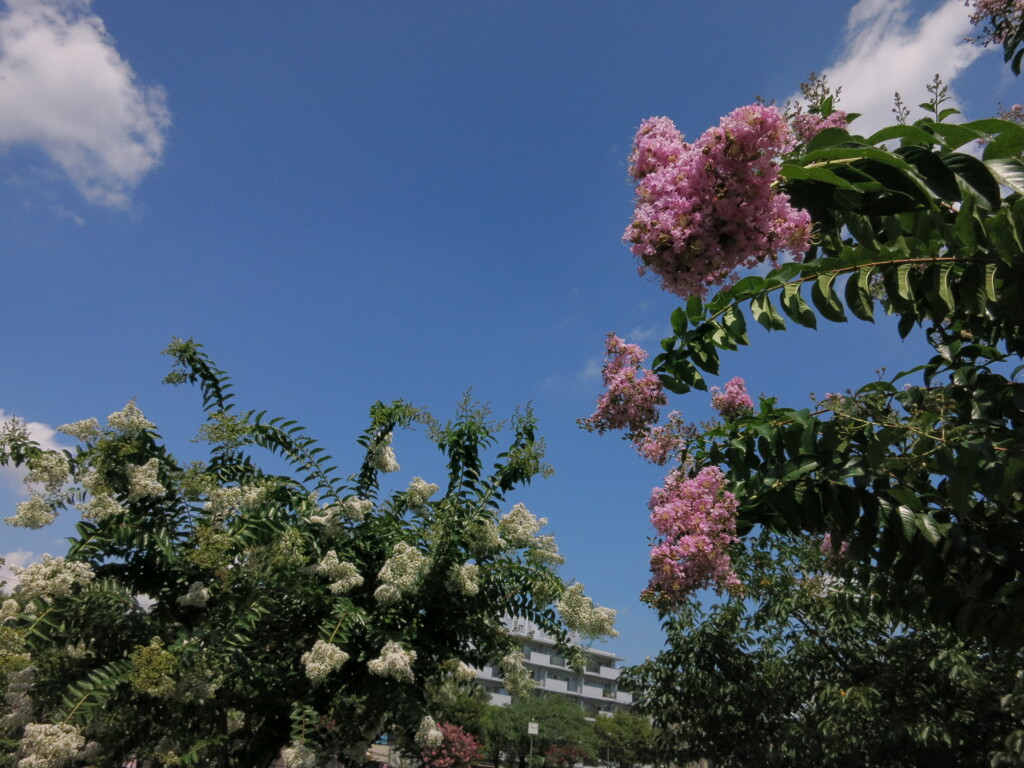 白と薄紫の百日紅