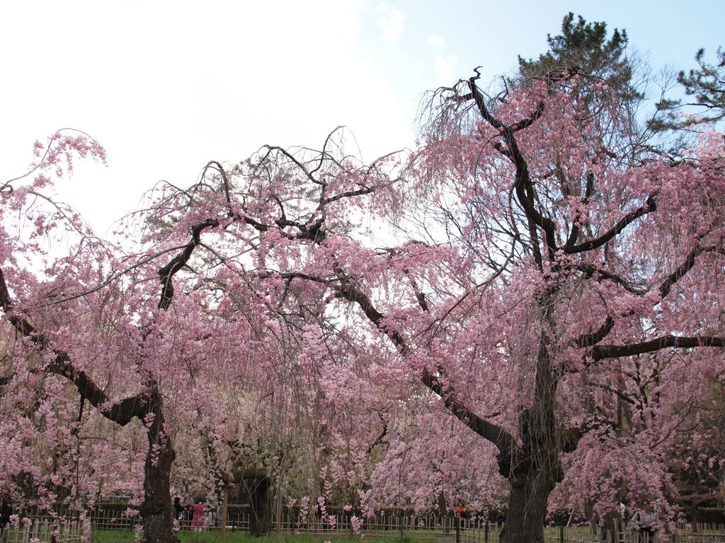 素晴らしき枝垂れ桜