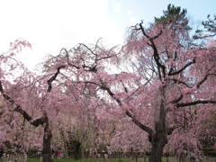 素晴らしき枝垂れ桜