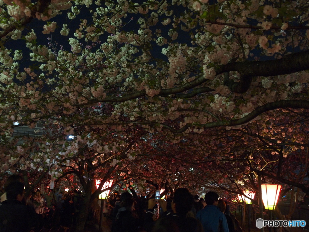 桜の屋根