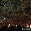 桜の屋根