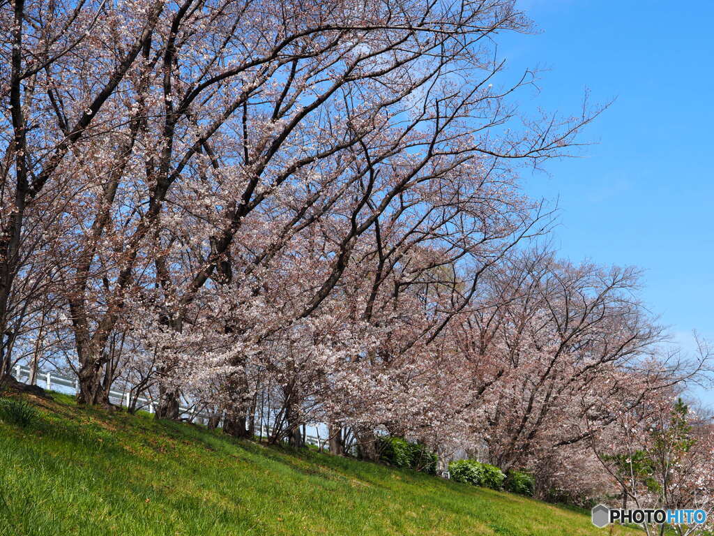 桜咲く しばし見とれる 春の午後