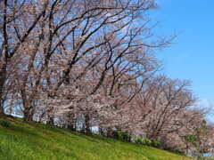 桜咲く しばし見とれる 春の午後