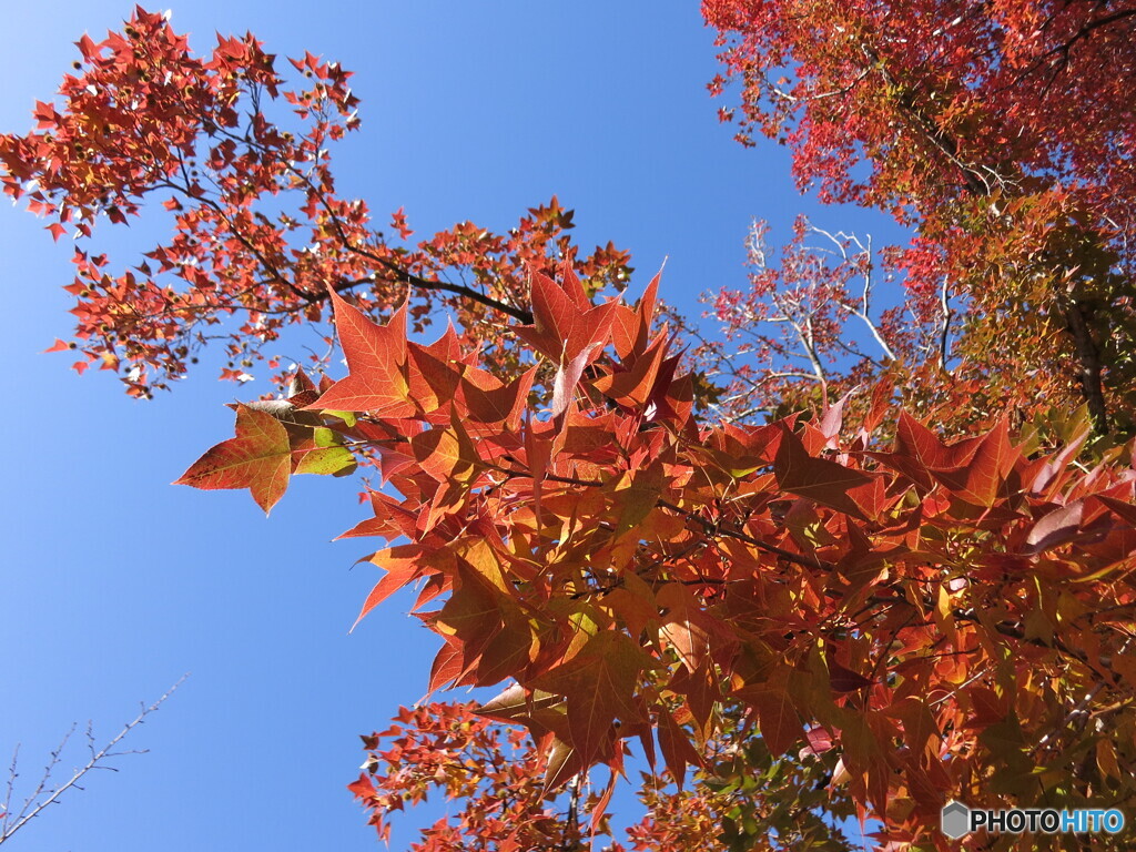 青空と紅葉