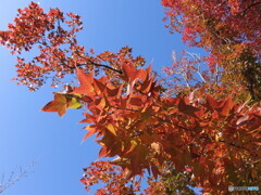 青空と紅葉