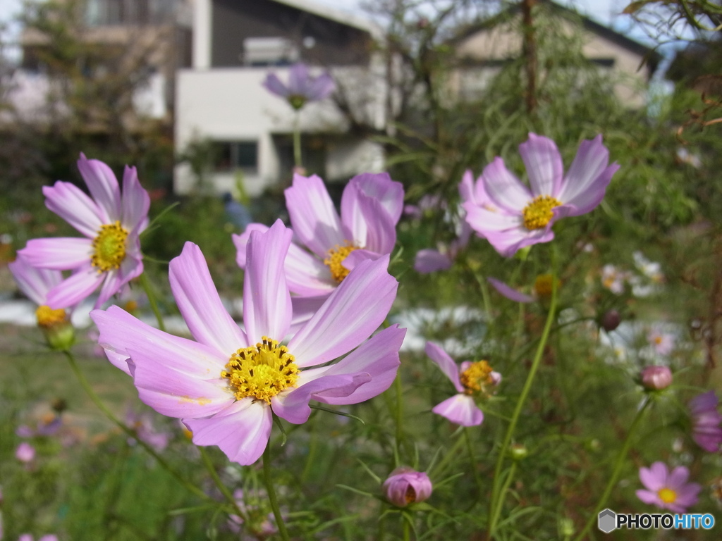 Cosmos