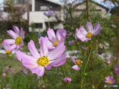 Cosmos