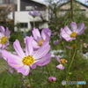 Cosmos