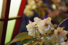 ほのかに緑の桜