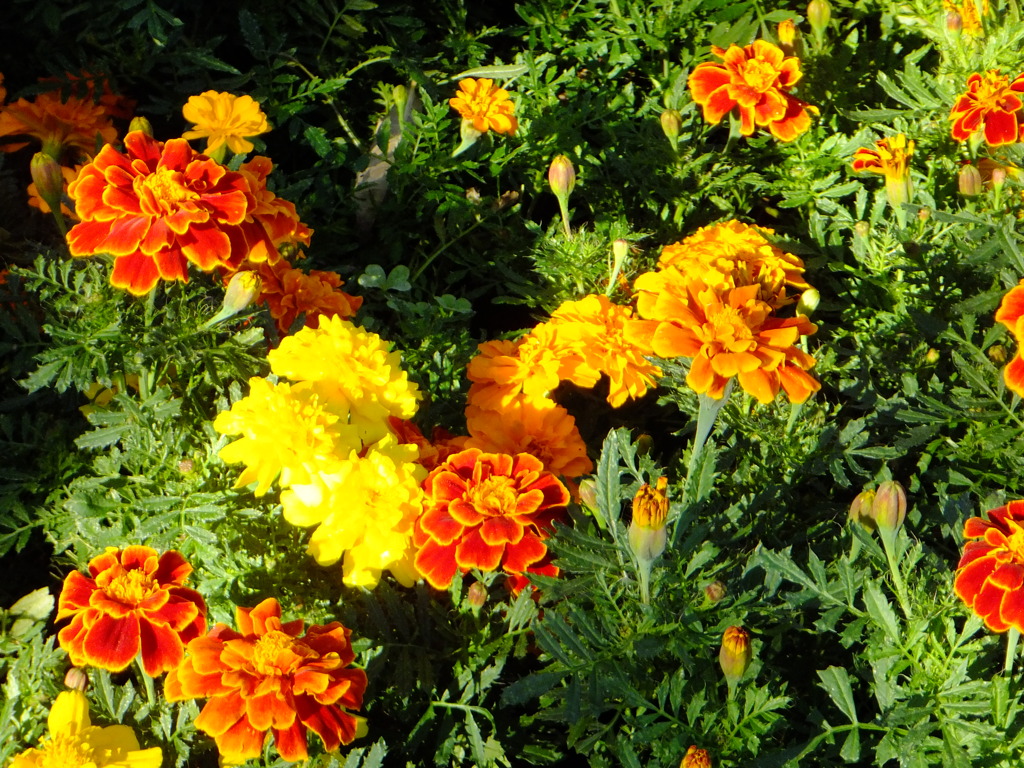 マリーゴールド