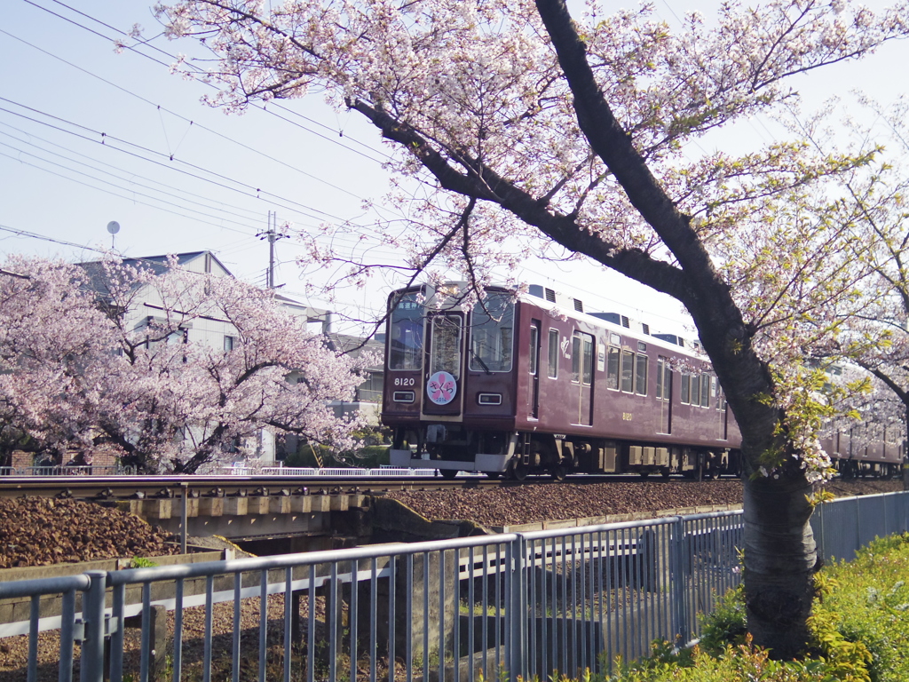 桜ヘッドマークと桜並木