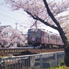 桜ヘッドマークと桜並木