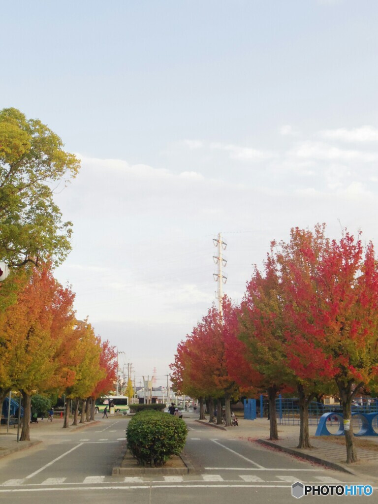 公園の紅葉