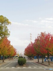 公園の紅葉