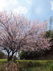 青空と梅の木