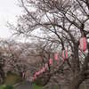 井手町　桜まつり