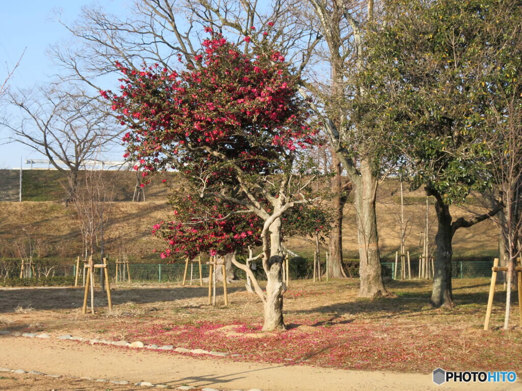 山茶花