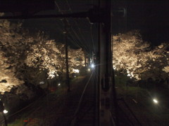 嵐電 桜のトンネルその３