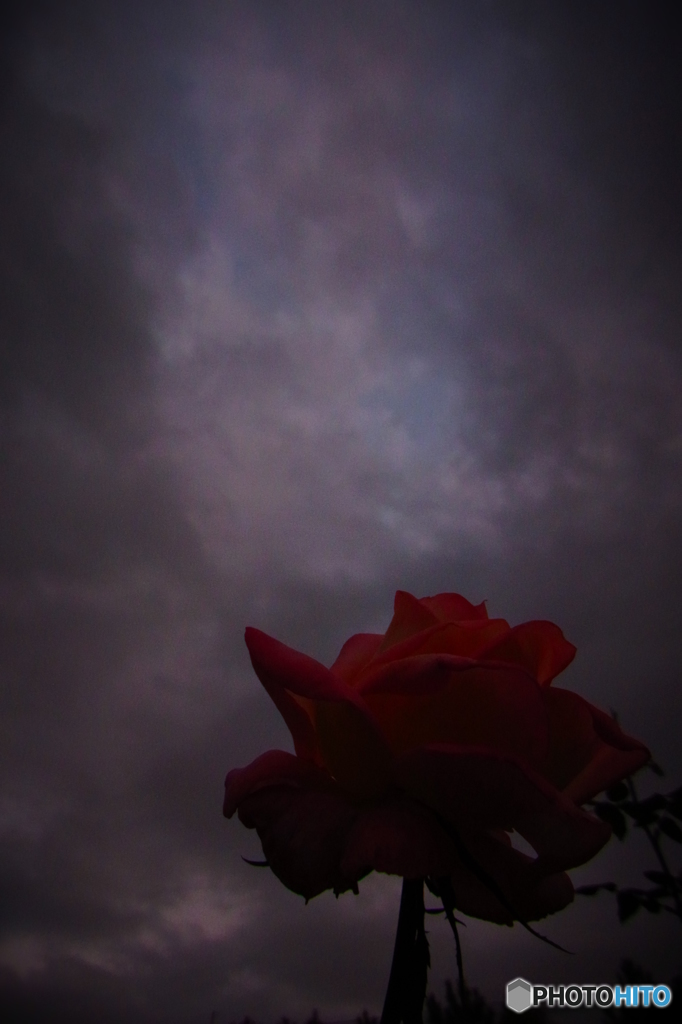 Winter Rose
