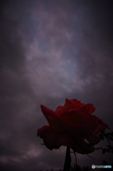 Winter Rose