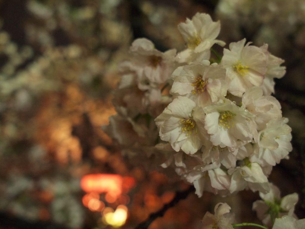 法明寺桜