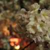 法明寺桜