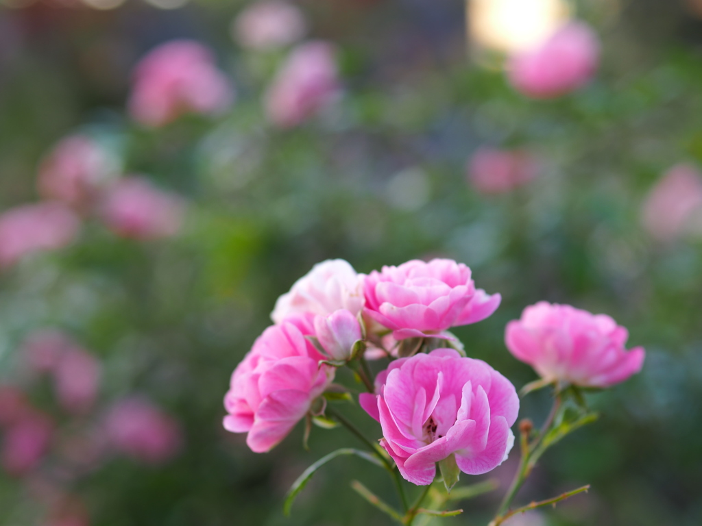 バラの花