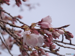 コヒガンザクラ