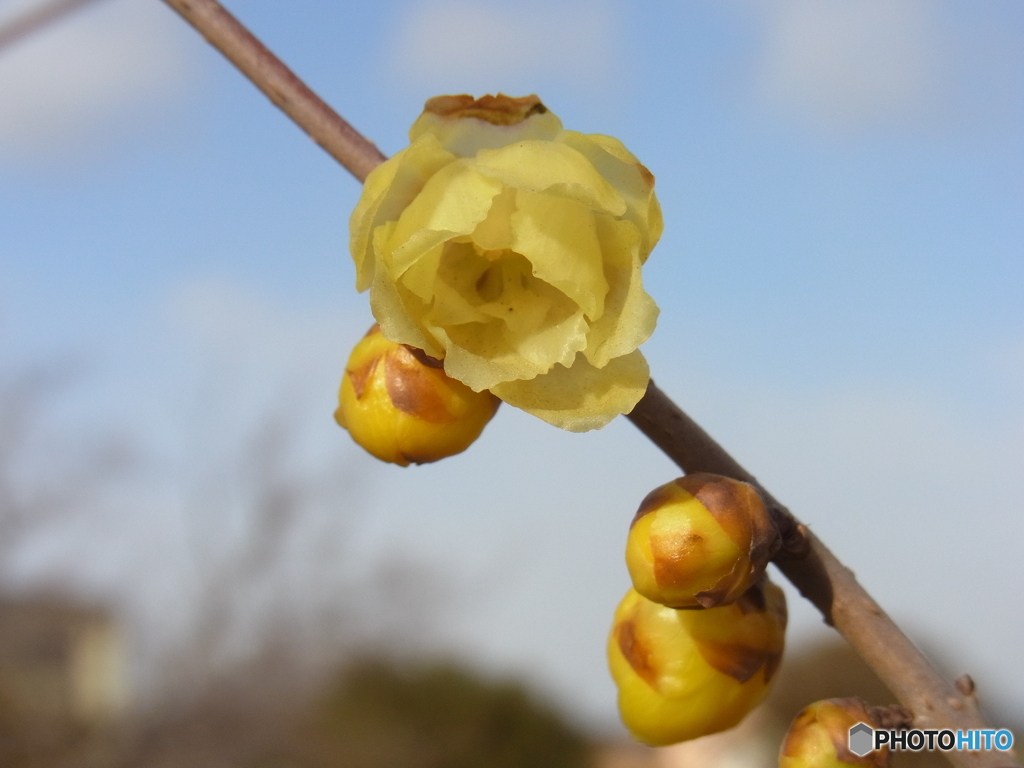 ロウバイの花と蕾