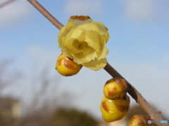 ロウバイの花と蕾