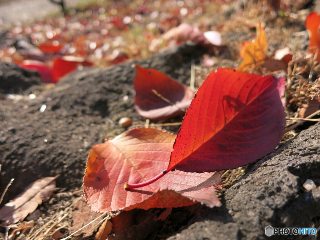 桜紅葉と玉ボケ