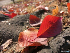 桜紅葉と玉ボケ