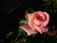 pink rose