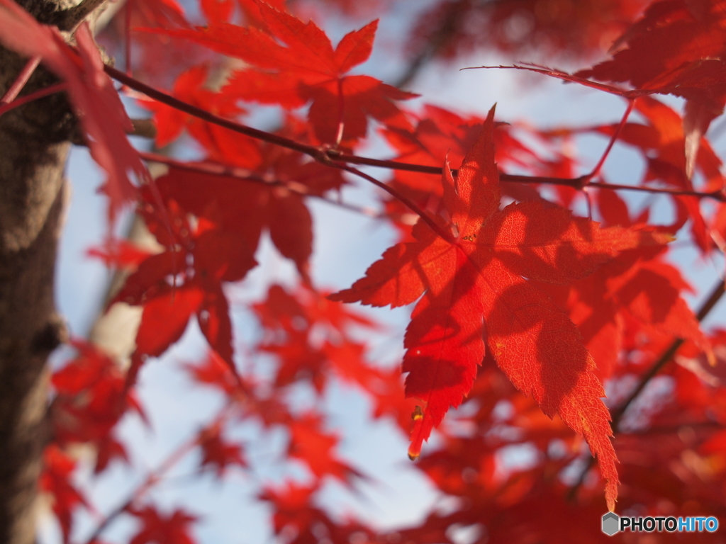 重なる紅葉