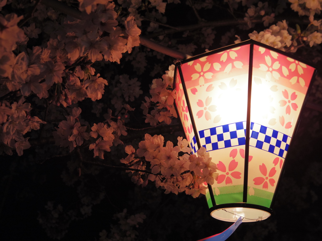 桜提灯と夜桜