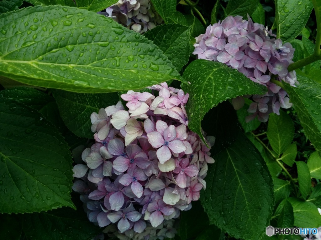 雨の下の紫陽花