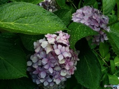 雨の下の紫陽花