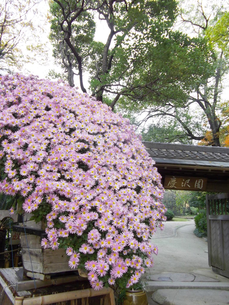 慶沢園と花々