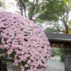 慶沢園と花々